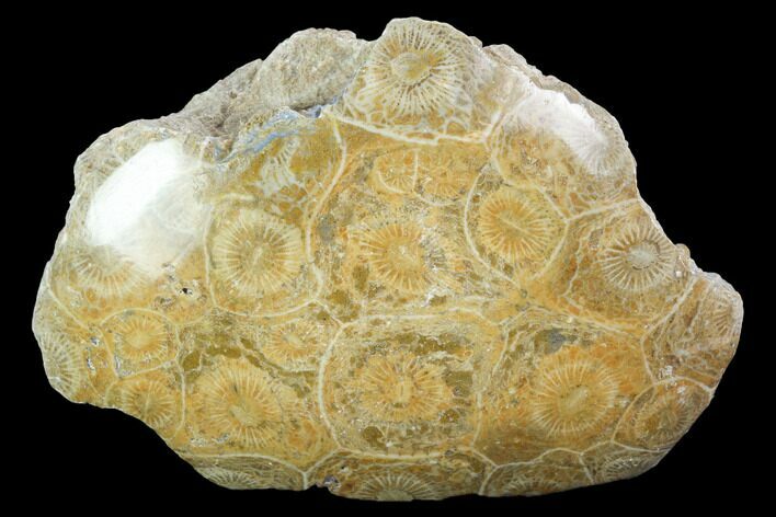 Polished Fossil Coral (Actinocyathus) - Morocco #100625